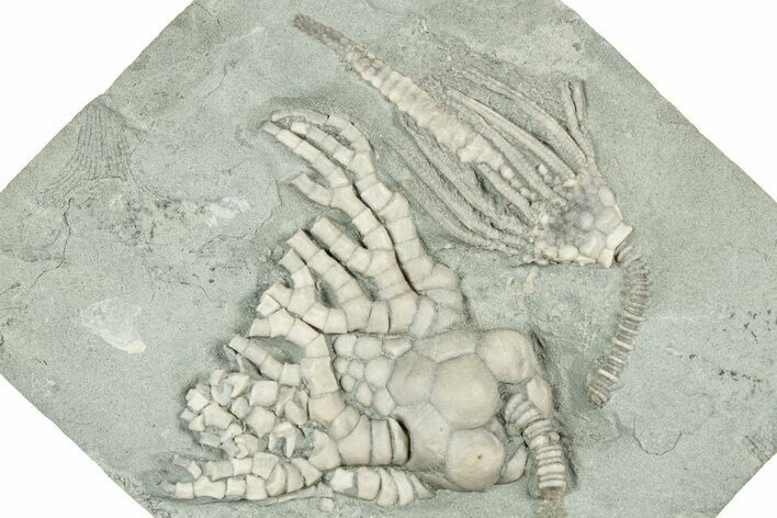 Fossil Crinoid Plate (Two Species) - Indiana #326085